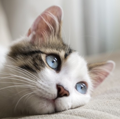 Cat with blue eyes