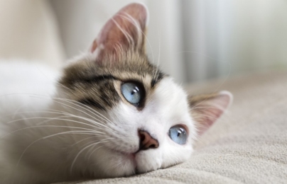 Cat with blue eyes